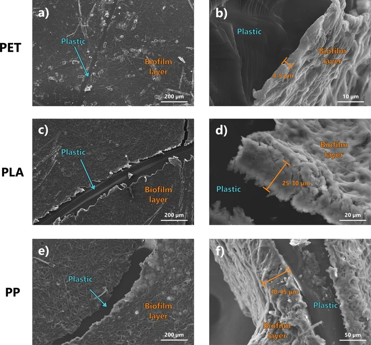 ACS EST Water 2026, 6, 3, 1925–1935: Figure 1. SEM micrograph of PET (panels a, b), PLA (panels c, d), and PP plastics (panels e, f) after the biotic aging process. Figures in the left column (panels a, c, and e) show the frontal view of the thick biofilm layer formed on the samples, while figures on the right column (panels b, d and f) show the lateral view, highlighting the different biofilm thickness.