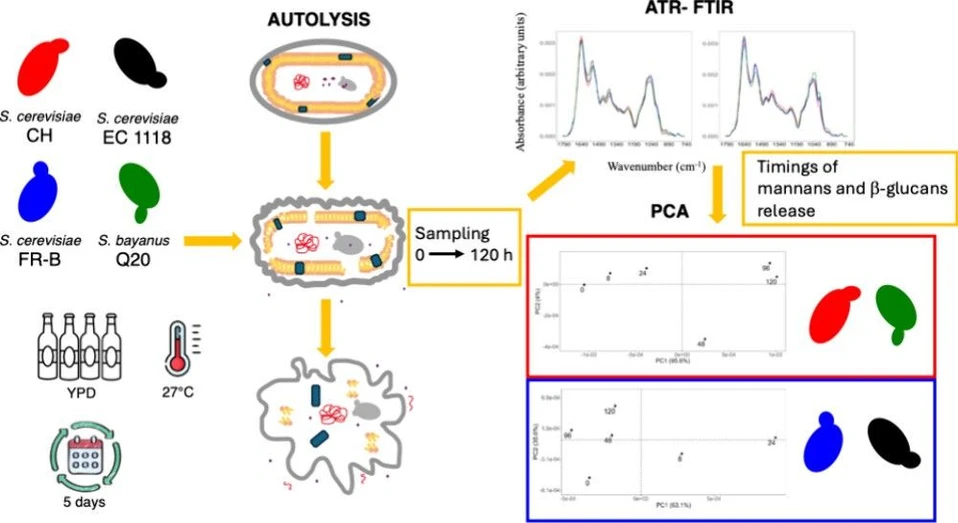 <p>ACS Food Sci. Technol. 2025, 5, 4, 1625–1631: Graphical abstract</p>
