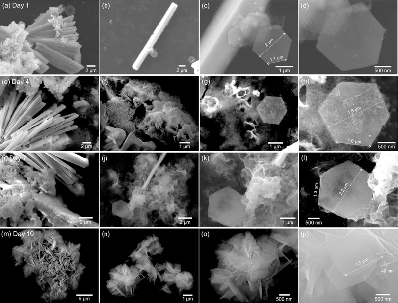 ACS Mater. Au 2025: Figure 3. Morphology evolution for the mechanochemical-aging synthesis process. SEM images of samples collected on (a–d) Day 1 (freshly made), (e–h) Day 4, (i–l) Day 7, and (m–p) Day 10.