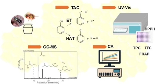 Influence of Chemical Profile on the Antioxidant Capacity of Brazilian Stingless Bee Honey