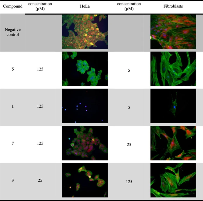 ACS Omega 2025, 10, 22, 23222–23234: Figure 4. Visualization of the effects of compound 1, 3, 5, 7 on the morphology of HeLa adenocarcinoma cell line (left) and primary human skin fibroblasts (right). DMSO was used as a solvent and as a control. Mitochondria are visualized using MitoTracker Red CMXRos (red), the actin cytoskeleton with Phalloidin (green), and nuclei with DAPI (blue).