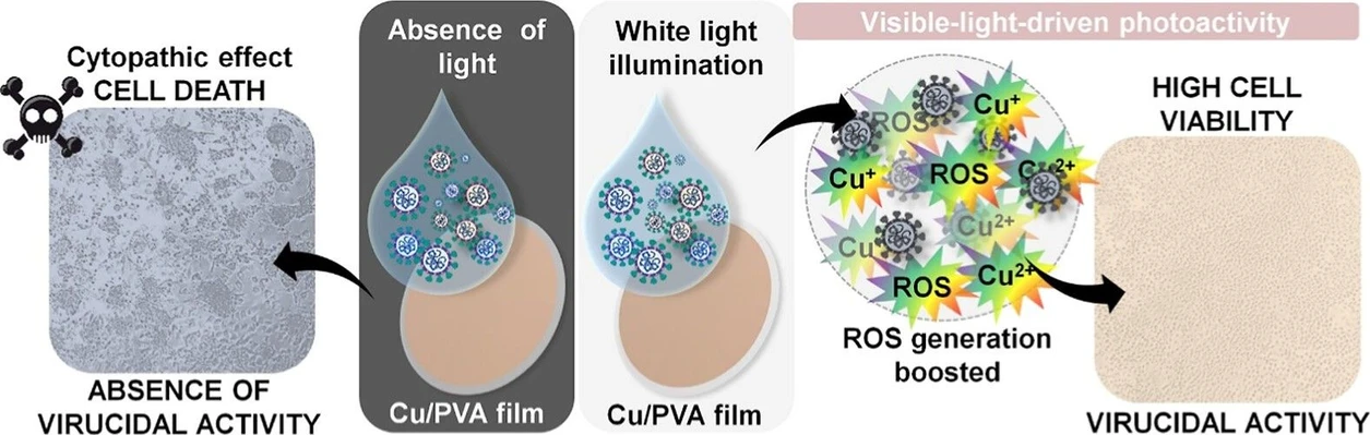 ACS Omega 2025, 10, 40, 46524–46532: Figure 6. Schematic representation of the CuMPs/PVA activity in the absence and presence of white light illumination against MHV-3. Created with BioRender.com.