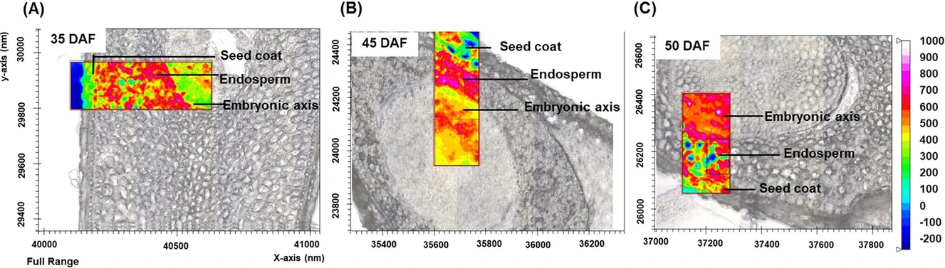 ACS Omega 2026, 11, 1, 562–571: Figure 2. Hyperspectral imaging of chili seed tissues at different fruit developmental stages: 35 days after flowering (DAF, A), 45 DAF (B), and 50 DAF (C). Seed coat, endosperm, and embryonic axis regions are indicated. The overlaid false-color maps represent the relative chemical abundance detected by hyperspectral analysis, with a color scale from −200 (blue, lowest intensity) to 1000 (white-pink, highest intensity).