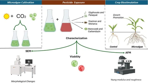 Evaluation of the Biostimulant Activity of the Microalgae Chlorella sorokiniana and Scenedesmus sp. and Their Resistance to the Most Widely Used Agricultural Pesticides