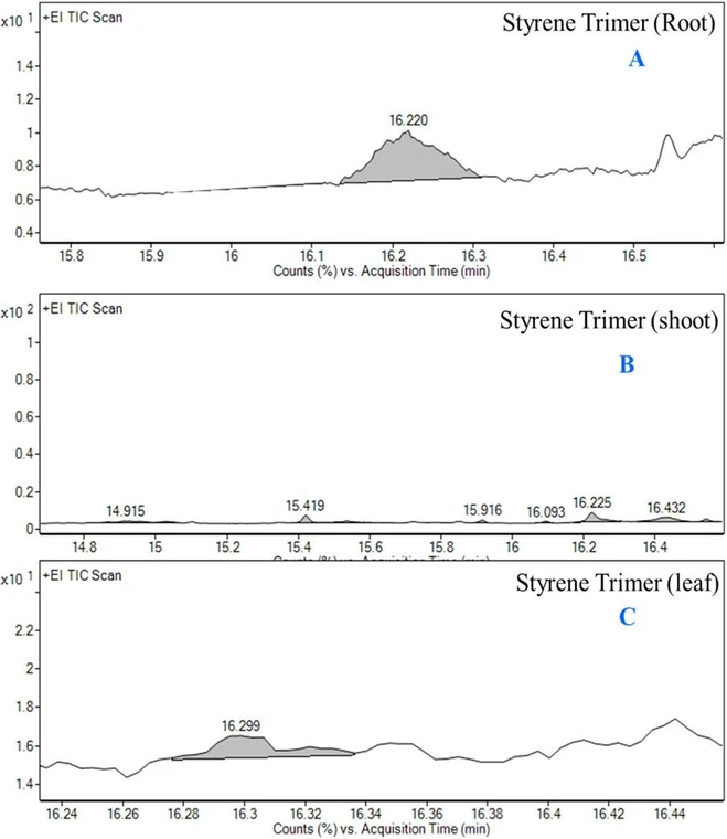ACS Omega 2026, 11, 8, 13137–13148: Figure 1. Total ion chromatogram (TIC) of styrene trimer detected in the real (A) root, (B) shoot, and (C) leaf tissues of basil plants.