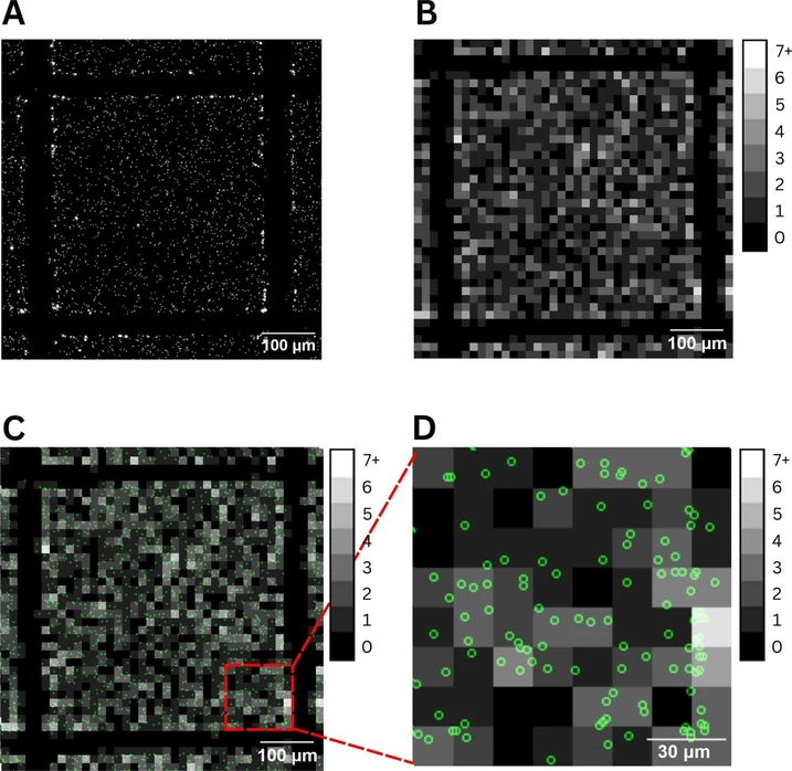 Anal. Chem. 2025, 97, 25, 12940–12946: Figure 1. 2940-nm LA-SP-ICP-MS and UCM image overlay. (A) UCM image, with bright spots indicating individual NP signals. (B) Digital map of NP distribution measured by 2940-nm LA-SP-ICP-MSI, displayed in grayscale. The shades of gray represent the precise number of NPs in the agarose layer, with a pixel size of 15 µm × 15 µm. (C) Overlay of images A and B, where NPs localized by UCM are highlighted as green circles. (D) A zoomed-in section of panel (C), providing a detailed look at the overlay.