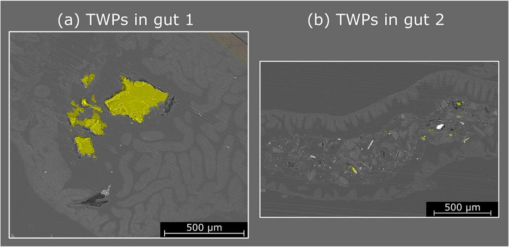 Anal. Chem. 2026, 98, 16, 11760–11768: Figure 6. Classification results of images obtained from two different zebrafish guts exposed to TWPs overlaid with SEM pictures (a, b). Pixels classified as TWPS are marked in yellow. Pixels classified as tissue or paraffin are transparent. The area analyzed by LA-ICP-MS was larger than the SEM picture; therefore, the area is not marked.