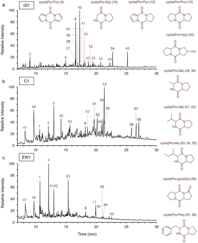 Anal. Chem. (2026) 98 (29): 21183–21196: Figure 1. Partial DIP-GC-QTOF-MS total ion chromatograms (TICs) for (a) isinglass, GI2, (b) casein, C1, and (c) egg white, EW1. Information on relevant DKPs (in purple) and other peaks (in pink) is listed in Table S1.