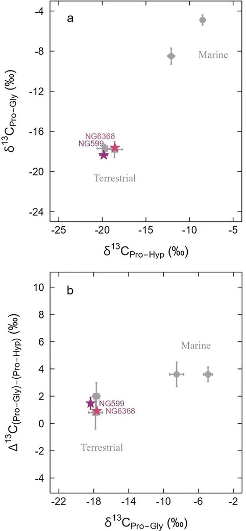 Anal. Chem. (2026) 98 (29): 21183–21196: Figure 7. (a) δ13CPro-Gly values for the ground layers from paintings NG599 (purple star) and NG6368 (pink star), against their δ13CPro-Hyp values. Modern references for marine (GI1 and GI2) and terrestrial (GRS1 and GRS2) animal glues are in gray. (b) Corresponding Δ13C(Pro-Gly)–(Pro-Hyp) values against their δ13CPro-Gly values. The error bars represent the SD on either side (±) of the value. The δ13C values have been corrected to take into account post-Industrial Revolution effects of burning fossil fuels by the addition of 1.2‰. (68) Instrumental precision was 0.3‰.