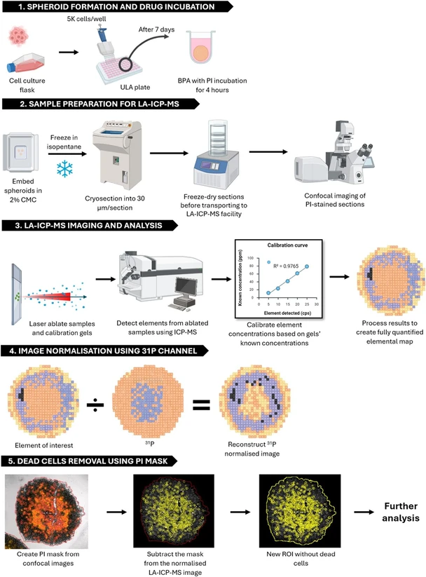 Anal. Chem. (2026) 98 (31): 23164–23178: Figure 1. Integrated workflow for quantitative LA-ICP-MS imaging in tumor spheroids. (1) Tumour spheroids are generated from cultured cells and incubated with analyte. (2) Samples are cryo-embedded in 2% carboxymethyl cellulose, frozen, sectioned, and freeze-dried prior to imaging. (3) Sections and matrix-matched calibration standards are analyzed by LA-ICP-MS to generate quantitative elemental maps. (4) Elemental images are normalized using the endogenous 31P signal to correct for variations in ablation yield and tissue density. (5) Regions corresponding to nonviable cells are excluded using a propidium iodide (PI – in red) mask derived from confocal imaging, enabling downstream quantitative analysis.