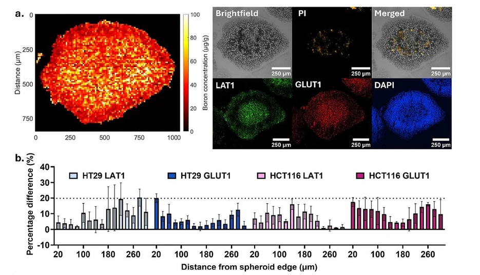 <p>Anal. Chem. (2026) 98 (31): 23164–23178: Figure 5. Correlative analysis of elemental distribution and protein expression in tumor spheroids. (a) Representative data sets used for correlation, including a normalized boron LA-ICP-MS map, brightfield image, propidium iodide (PI) staining, and immunohistochemistry (IHC) for GLUT1 and LAT1 from an immediately adjacent section. (b) Percentage variation in protein intensity between the LA-ICP-MS section and the immediately adjacent section (±30 μm) across GLUT1 and LAT1 in HT29 and HCT116 spheroids.</p>