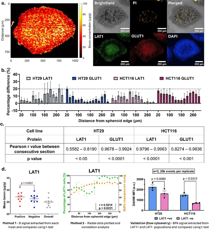 Anal. Chem. (2026) 98 (31): 23164–23178: Figure 5. Correlative analysis of elemental distribution and protein expression in tumor spheroids. (a) Representative data sets used for correlation, including a normalized boron LA-ICP-MS map, brightfield image, propidium iodide (PI) staining, and immunohistochemistry (IHC) for GLUT1 and LAT1 from an immediately adjacent section. (b) Percentage variation in protein intensity between the LA-ICP-MS section and the immediately adjacent section (±30 μm) across GLUT1 and LAT1 in HT29 and HCT116 spheroids. (c) Pearson correlation of adjacent sections (±30 μm) across GLUT1 and LAT1 in HT29 and HCT116 spheroids (n = 3). (d) Validation of finding from analysis two analysis methods (n = 3, 3 spheroids per replicate) and flow cytometric validation of BPA uptake in LAT1-positive and LAT1-negative cell populations (n = 3, no. of events = 25, 000 each replicate). Statistical significance was determined using an unpaired two-tailed t test; exact p-values are as indicated.