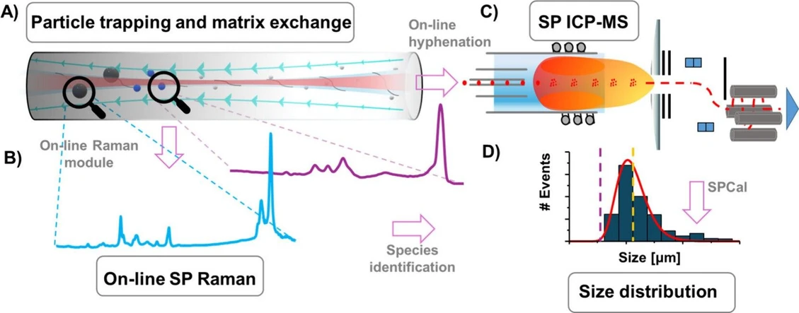 <p>Anal. Chem. 2026, 98, 5, 3614–3620: Figure 1. Trimodal instrumental set up. (A) OF2i using a 2D optical trap and a weakly focused vortex beam with angular momentum. (B) Inelastically scattered laser light of trapped particles was analyzed via Raman spectroscopy. (C) SP ICP-MS was coupled online after the trap and, following the release of particles, used to detect MPs via the 12C signal. (D) SP signals were processed with SPCal to estimate size distributions of detectable MPs.</p>