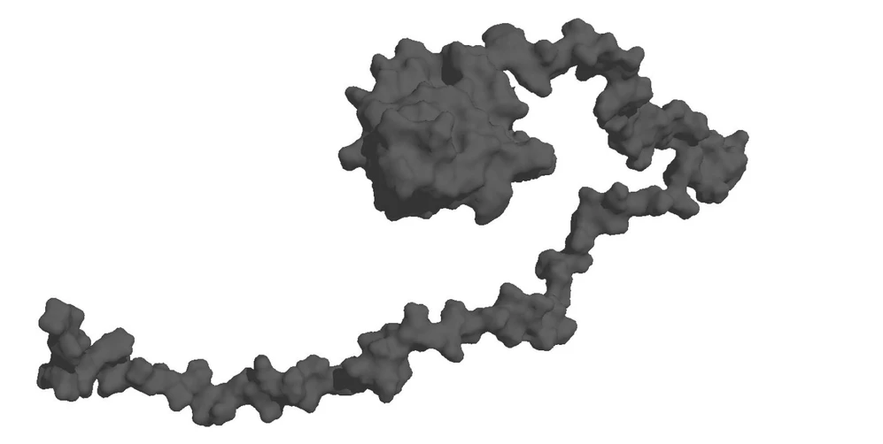 When Proteins Behave Like Spaghetti on a Plate: The ordered part of the protein – the “head” – with an attached wavy disordered region.