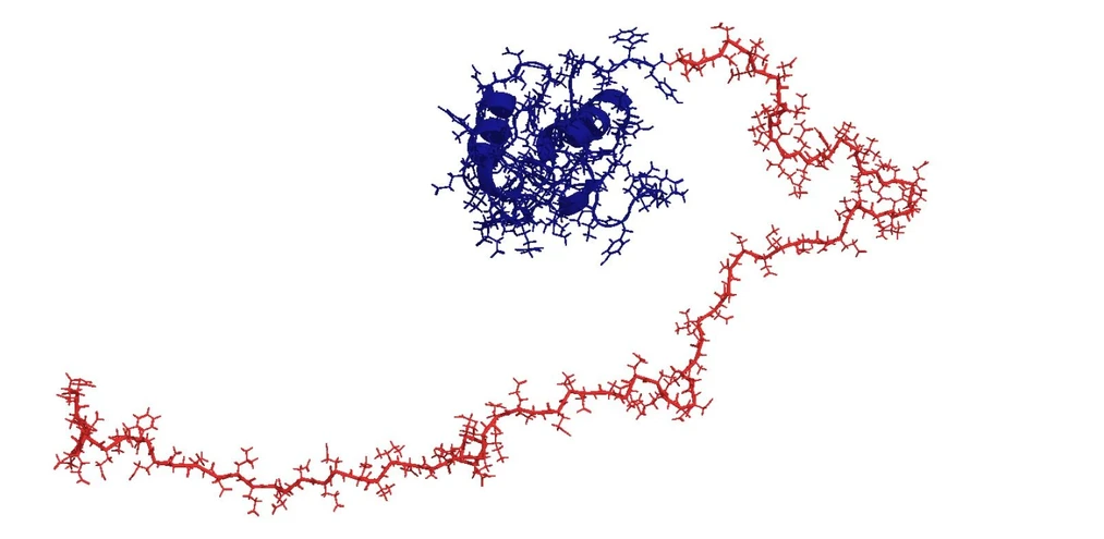 When Proteins Behave Like Spaghetti on a Plate: Chemical bonds between atoms – shown in blue for the ordered region and in red for the disordered region.