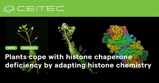 Plants cope with histone chaperone deficiency by adapting histone chemistry