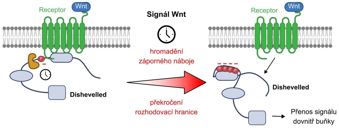 CEITEC/Tripsianes Lab: Scientists Uncover a Tipping Point in Cells. This Is How Cancer May Begin: New mechanism of Wnt signal transduction