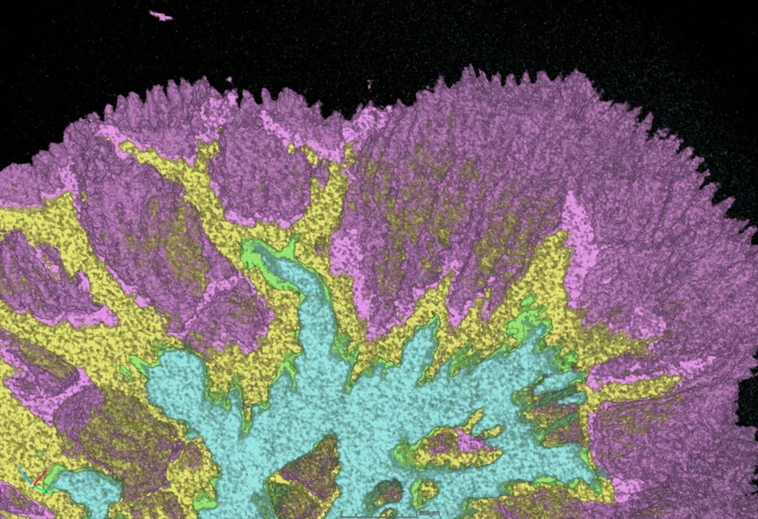 <p><strong>CEITEC BUT: </strong>Live Corals Traveled by Train from Vienna to Brno. Scientists Uncovered Their Secret Life&nbsp;</p>