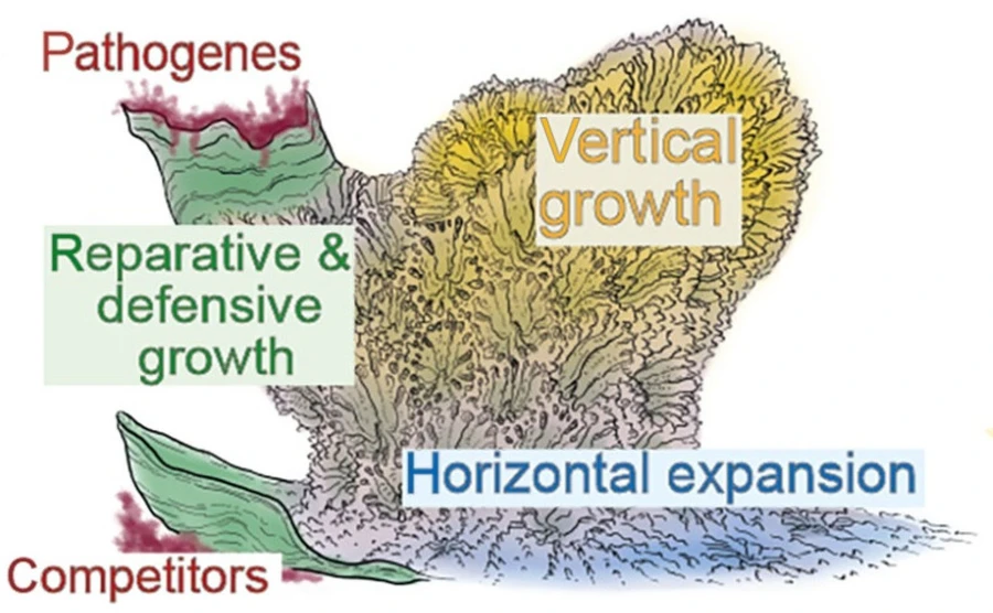 CEITEC BUT/Markéta Kaiser: Live Corals Traveled by Train from Vienna to Brno. Scientists Uncovered Their Secret Life:Corals CT - 2.