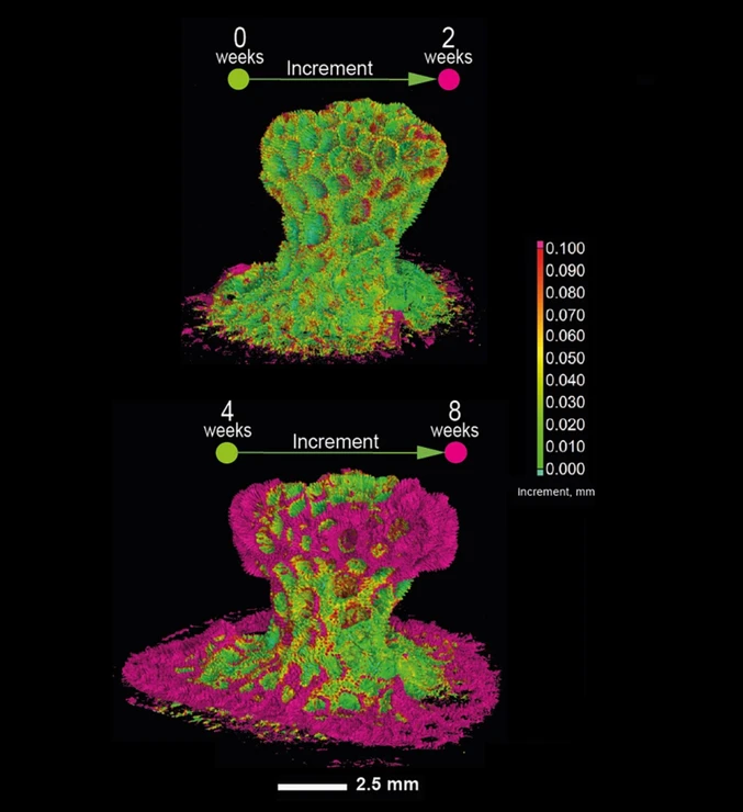 CEITEC BUT/Markéta Kaiser: Live Corals Traveled by Train from Vienna to Brno. Scientists Uncovered Their Secret Life: Corals CT - 3.
