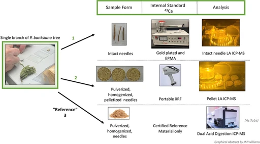 Laser-ablation vs. bulk tissue ICP-MS for conifer tissue elemental analysis