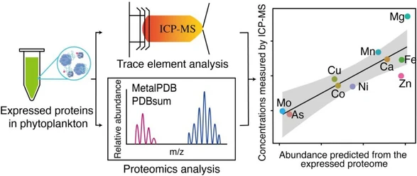 Unlocking Phytoplankton Metallomes with Comparative Analysis of Metal Quotas, Quantitative Proteomics, and Inferred Metalloproteomes