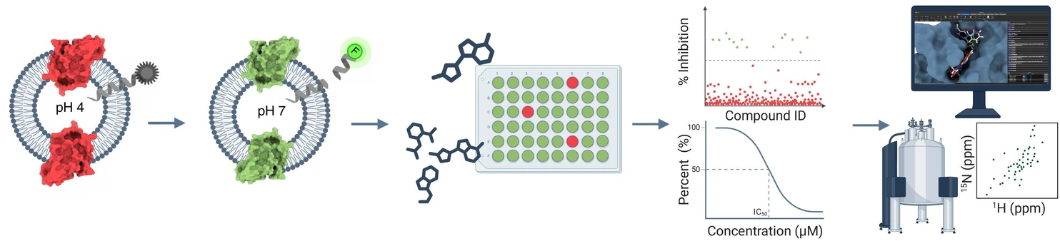 IOCB Prague: Hunting enzymes in the membrane: A new strategy to inhibit rhomboid proteases.