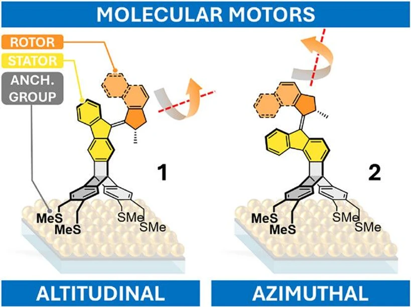 IOCB Prague: Two tetrapodal triptycene-based light-driven molecular motors with precisely oriented rotation axes—parallel or perpendicular to a gold surface—achieve full 360° rotation in both solution and as monolayers. The design minimizes surface quenching, enabling functional integration into surface-mounted nanomachines.