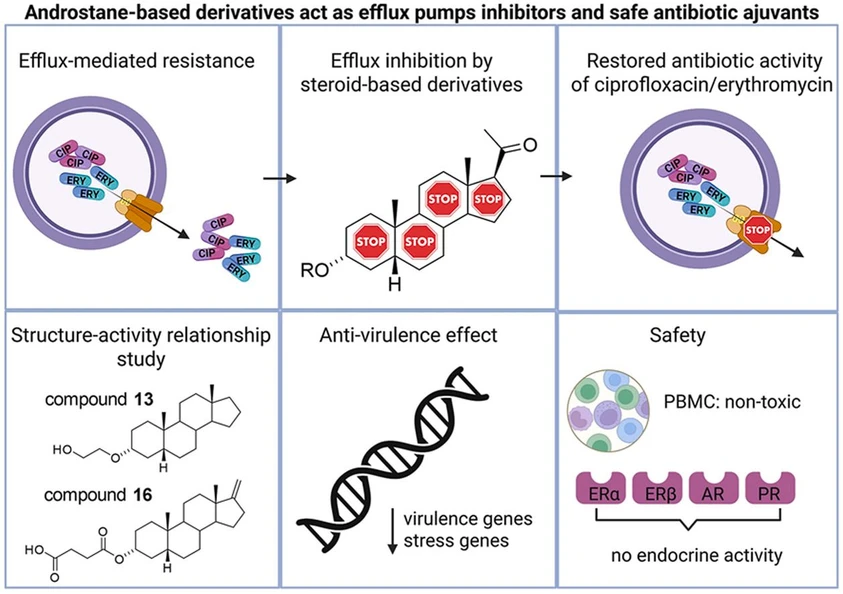 <p><strong>IOCB Prague:</strong> Steroidal hormones and neurosteroids – novel therapeutic strategies in bacterial infections</p>