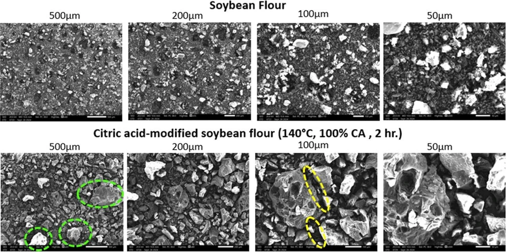 Ind. Eng. Chem. Res. 2025, 64, 24, 12000–12013: Figure 15. SEM of soybean flour vs citric acid-modified flour.
