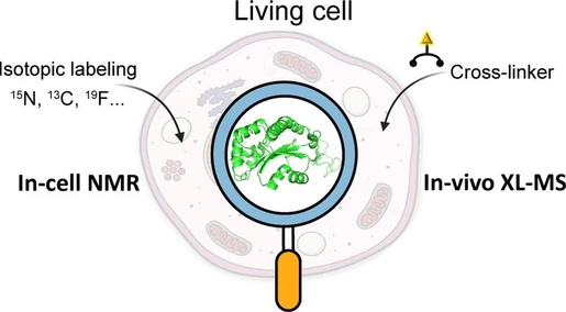 Progress, Challenges and Opportunities of NMR and XL-MS for Cellular Structural Biology