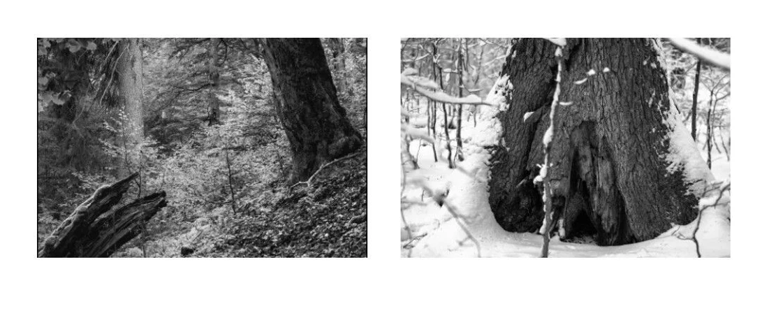 Jakub Kopecký Plášil: After years of working exclusively with digital media, Plášil returned to analogue and film photography. Jakub Plášil typically takes photographs in the Boubín Forest National Nature Reserve.