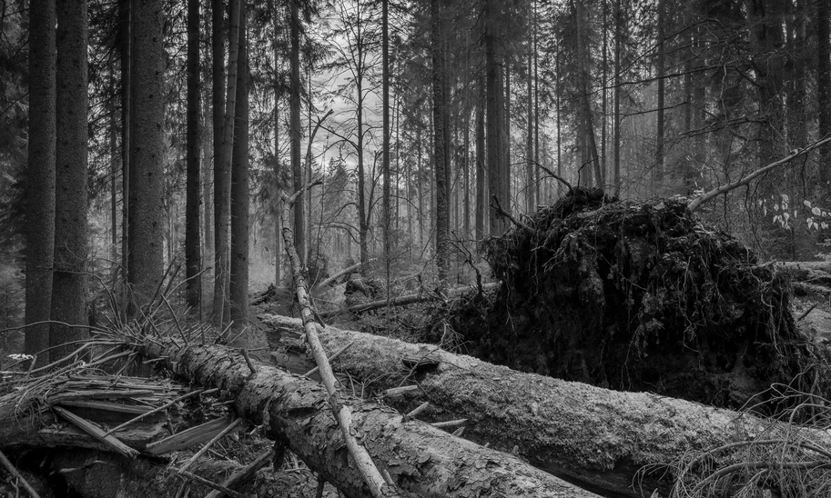 Jakub Kopecký Plášil: On one of these logs, the photographer found a rare Gyromitra sphaerospora mushroom.