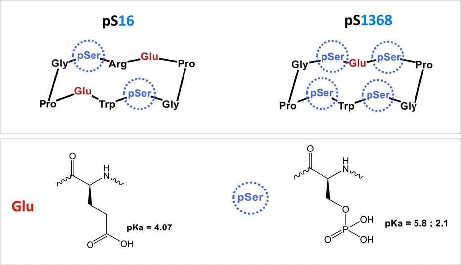 <p>Journal of Chromatography A, Volume 1735, 25 October 2024, 465341: Fig. 1. Structure of the di-and tetra-phosphorylated cyclic peptides pS16 and pS1368 synthesized according to a biomimetic approach and typical pKas of glutamate and phosphoserine side chains.</p>