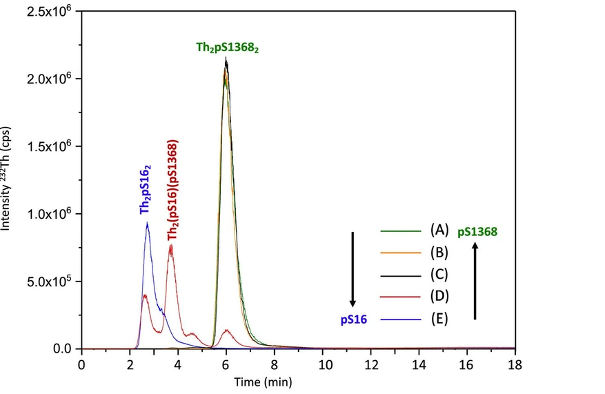 Journal of Chromatography A, Volume 1735, 25 October 2024, 465341: Fig. 4. Overlay of the chromatograms acquired by ICP-MS, recording the 232Th+ signal with an integration time of 90 ms for samples (A-E). 2Th:0pS16:3.4pS1368 (Sample A), 2Th:0.7pS16:3pS1368 (sample B), 2Th:1.5pS16:1.7pS1368 (sample C), 2Th:4.9pS16:0.7pS1368 (sample D), and 2Th:4pS16:0pS1368 (Sample E). Column: Acquity BEH HILIC 150 × 2.1 mm; 1.7 μm. Mobile phase: 70/30 ACN/H2O v/v containing 20 mmol L−1 NH4CH3CO2. Flow rate: 300 μL min−1, isocratic elution and Vinj: 3 μL. Each sample was injected in duplicate.