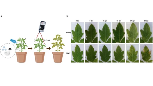Non-invasive and early detection of tomato spotted wilt virus infection in tomato plants using a hand-held Raman spectrometer and machine learning modelling