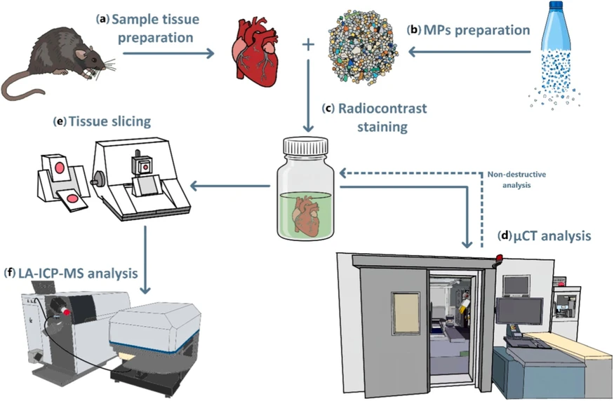 Talanta 308, 2026, 129794: Fig. 1. Workflow of the experimental procedure. (a) Tissue was collected from the model animal (rat). (b) The collected plastics were milled into MPs and then separated through a sieve with a defined mesh-size diameter. (c) The tissue was then spiked with MPs and immersed in a radiocontrast solution. (d) It was analyzed on a μCT instrument. (e) Then, it was embedded in paraffin and sliced using a microtome, and the sliced tissue was deparaffinized in xylene. (f) The deparaffinized tissue slide was analyzed on an LA-ICP-MS instrument.