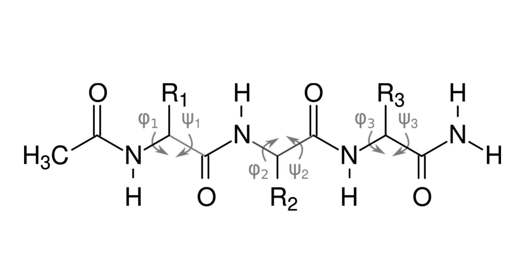 - **Photo:** N-Acetylated tripeptides used for the calculations and experiments, with the main chain dihedral angles (φ and ψ) highlighted. Adapted from: Osifová, Z.; Kalvoda, T.; Galgonek, J.; Culka, M.; Vondrášek, J.; Bouř, P.; Bednárová, L.; Andrushchenko, V.; Dračínský, M.; Rulíšek, L. What are the minimal folding seeds in proteins? Experimental and theoretical assessment of secondary structure propensities of small peptide fragments. *Chem. Sci.* **2024**, 15, 594-608. **Fig. 2**. [https://doi.org/10.1039/D3SC04960D](https://doi.org/10.1039/D3SC04960D). 
