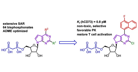 Development of potent inhibitors to boost the immune system's ability to fight cancer