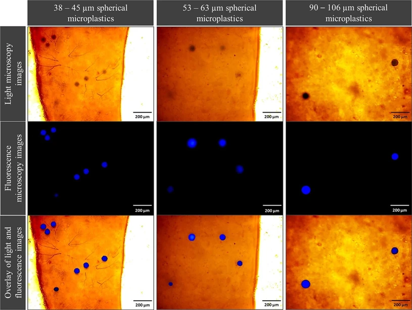 Waste Management, 203, 2025, 114852: Fig. 3. Light microscopy images, fluorescence microscopy images and overlay of both images of three size ranges (38 – 45 µm, 53 – 63 µm, 90 – 106 µm) of spherical blue marked polyethylene microplastics found in the guts of BSF larvae (magnification: 10 × ).