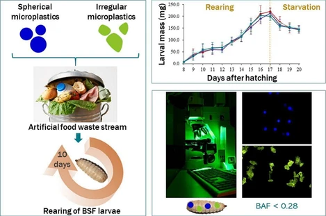 Exposure of black soldier fly larvae to microplastics of various sizes and shapes: Ingestion and egestion dynamics and kinetics