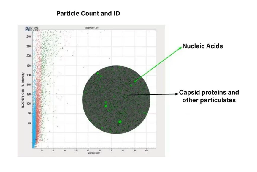 Waters: Identify root cause and characterize AAV particles at low volume with Aura GT System.